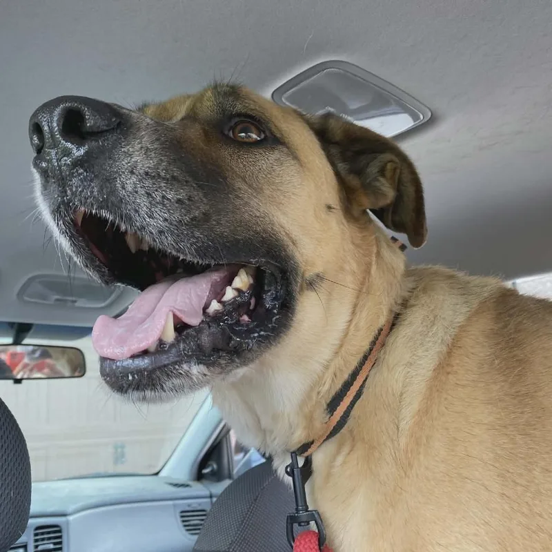 Cheddar aka Cooper thumbnail 2