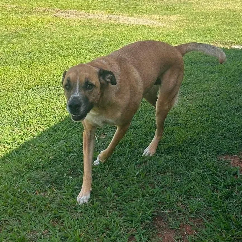 Cheddar aka Cooper thumbnail 3