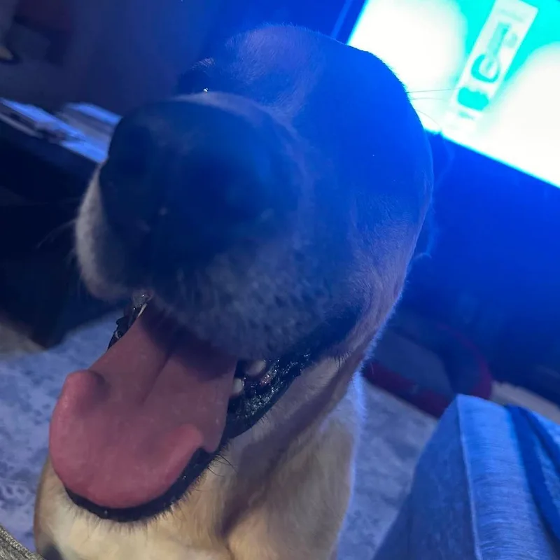Cheddar aka Cooper thumbnail 6