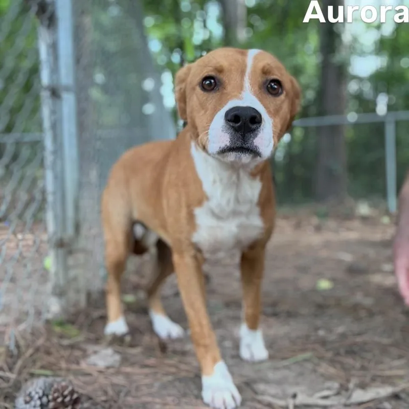 A young medium-sized female Hound dog named Aurora for adoption in Little Rock, AR