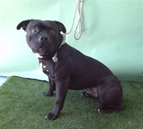 A young medium-sized male Staffordshire Bull Terrier dog named Papas for adoption in Gardena, CA