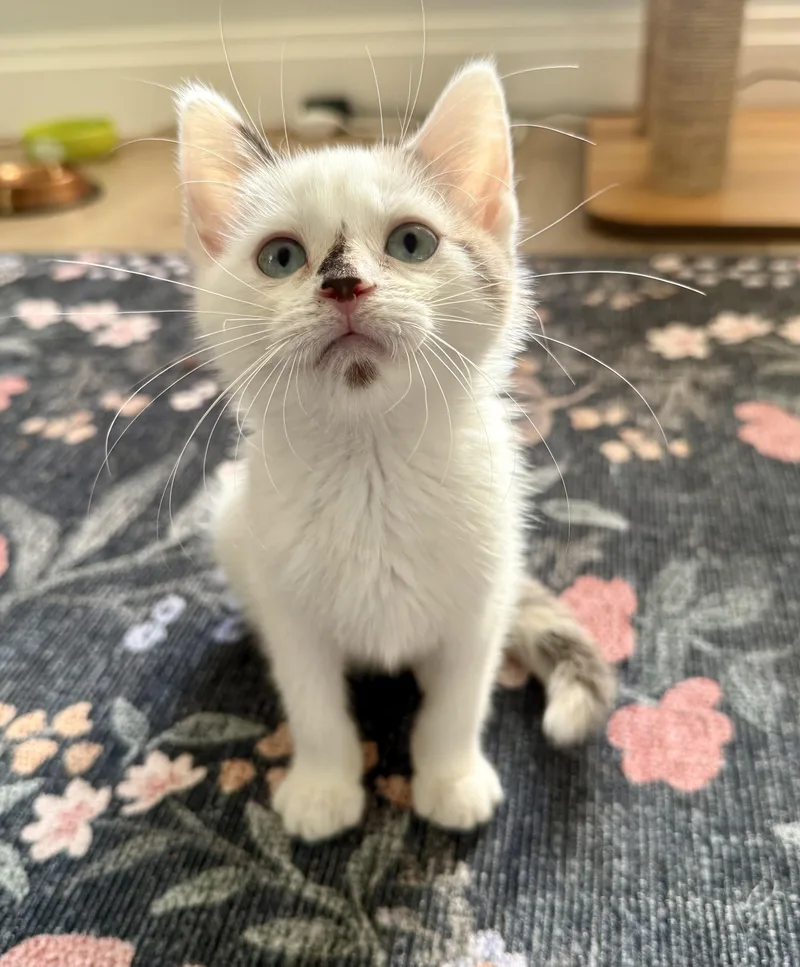 A baby medium-sized female Domestic Short Hair cat named Lumi for adoption in Chicago, IL
