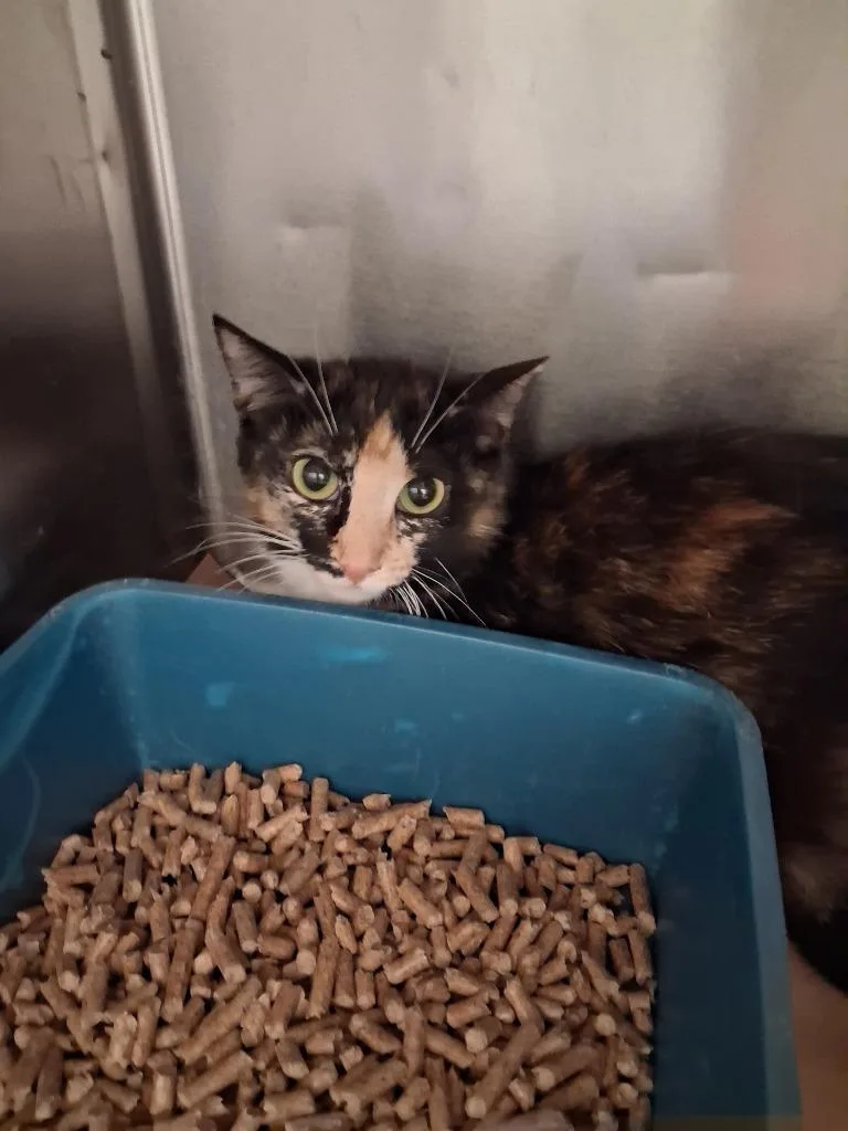 A young large-sized female Domestic Short Hair cat named Connie for adoption in Cartersville , GA