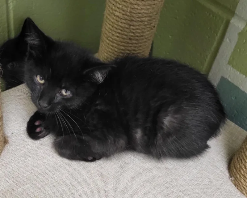 A baby medium-sized male Domestic Short Hair cat named Pluto for adoption in Bloomington, IN