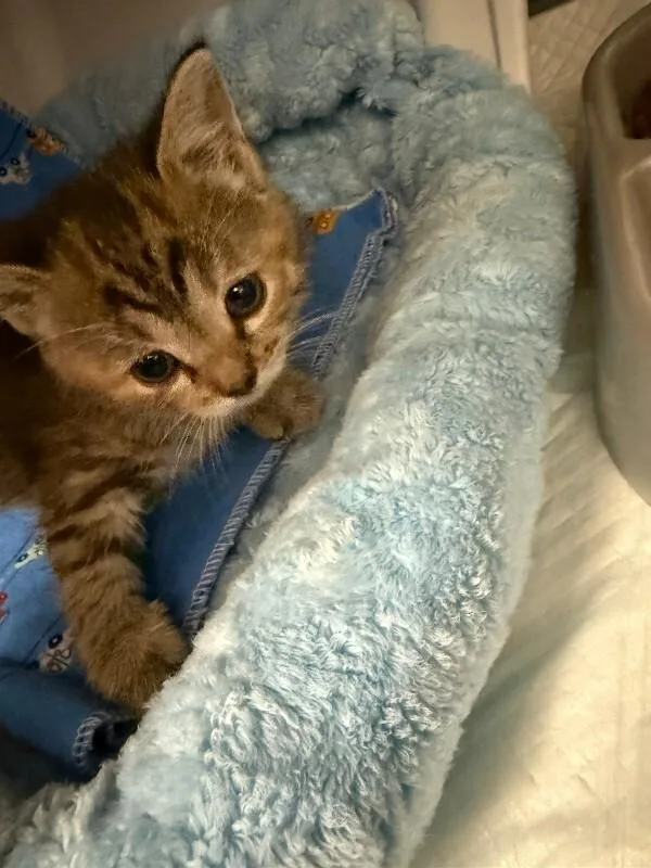 A young small-sized female Tabby (Buff / Tan / Fawn) Domestic Short Hair cat named Shortstack for adoption in Cincinnati, OH