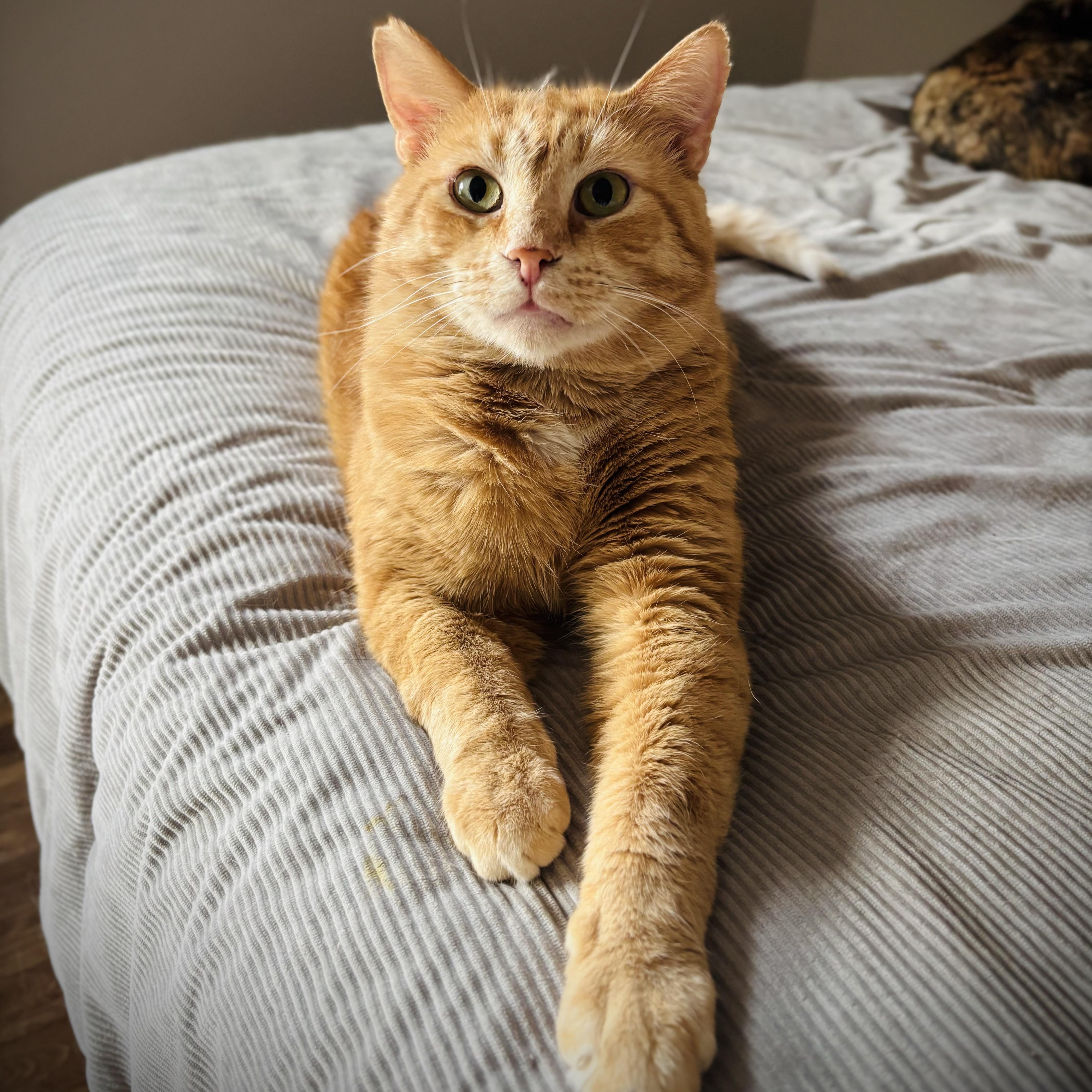 A young large-sized male Domestic Short Hair cat named Eddie & Lester for adoption in Buffalo, NY