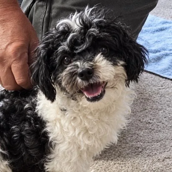 An adult small-sized male Shih Tzu dog named Jace for adoption in Hudson, IL