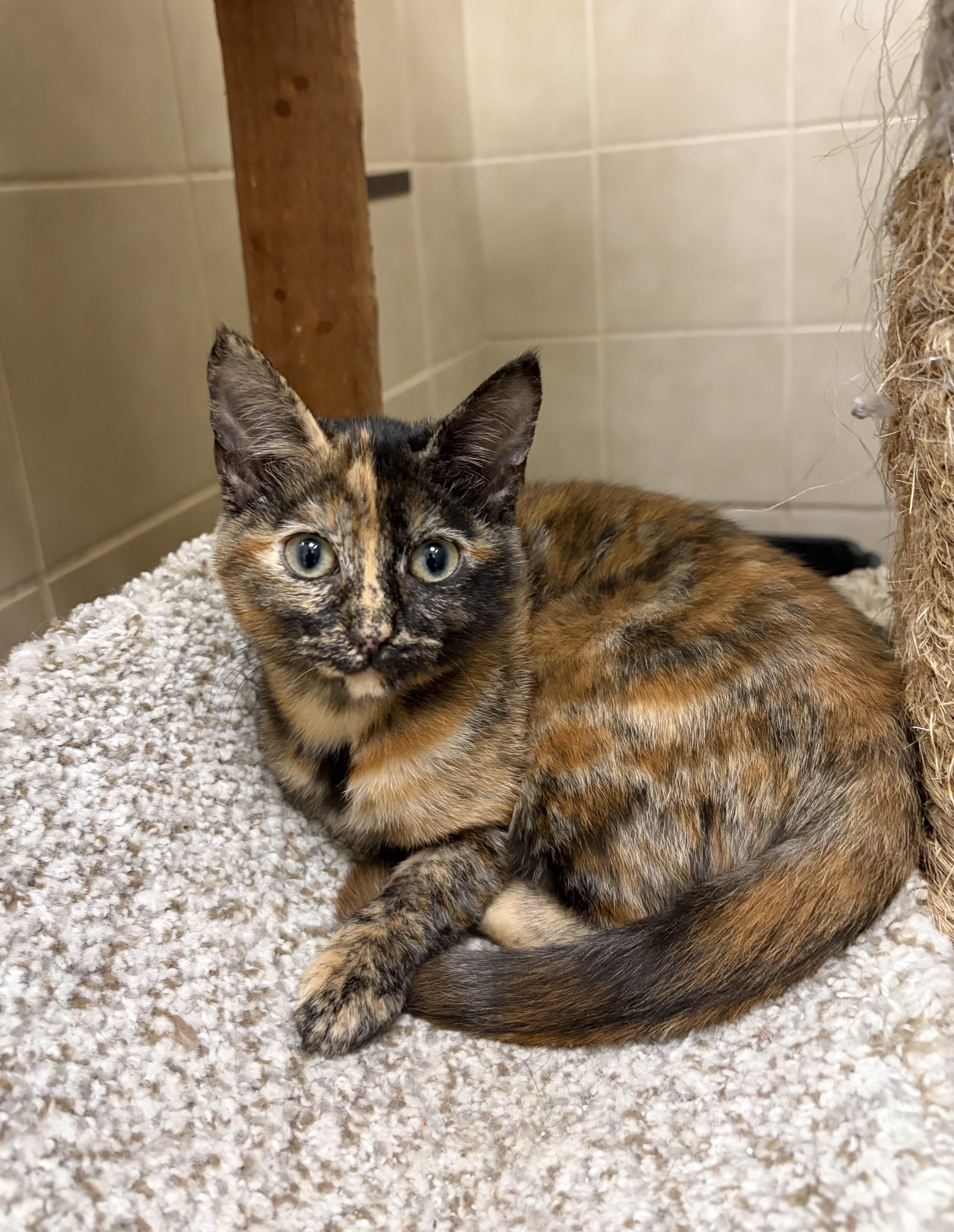 A baby medium-sized female Tortoiseshell Domestic Medium Hair cat named Hazel for adoption in Kerrville, TX