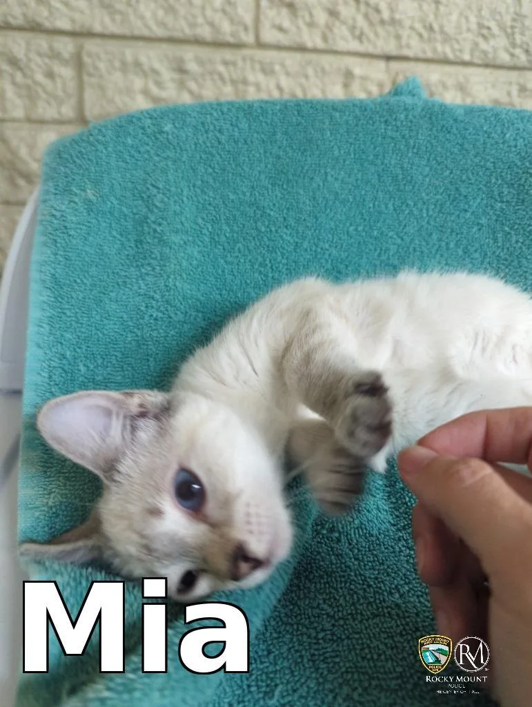 A baby medium-sized female Domestic Short Hair cat named Mia for adoption in Rocky Mount, NC