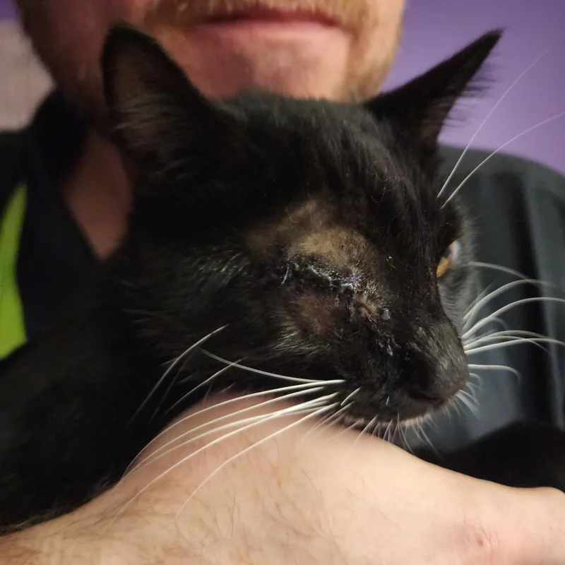A young small-sized male Black Domestic Short Hair cat named Atticus for adoption in Brooklyn, NY
