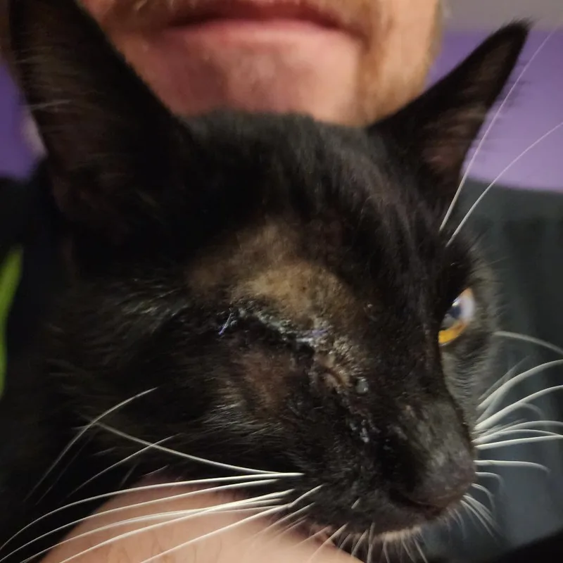 Atticus thumbnail 2