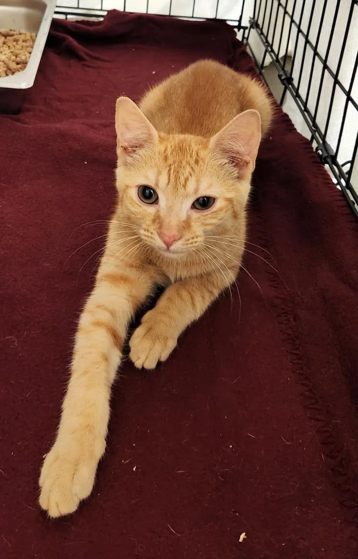 A baby small-sized female Domestic Short Hair cat named Cinna for adoption in Hagerstown, MD