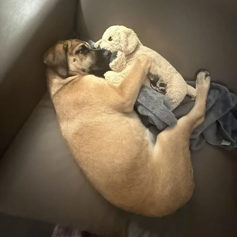 A baby large-sized female Yellow / Tan / Blond / Fawn German Shepherd Dog dog named Emma for adoption in Liverpool, TX