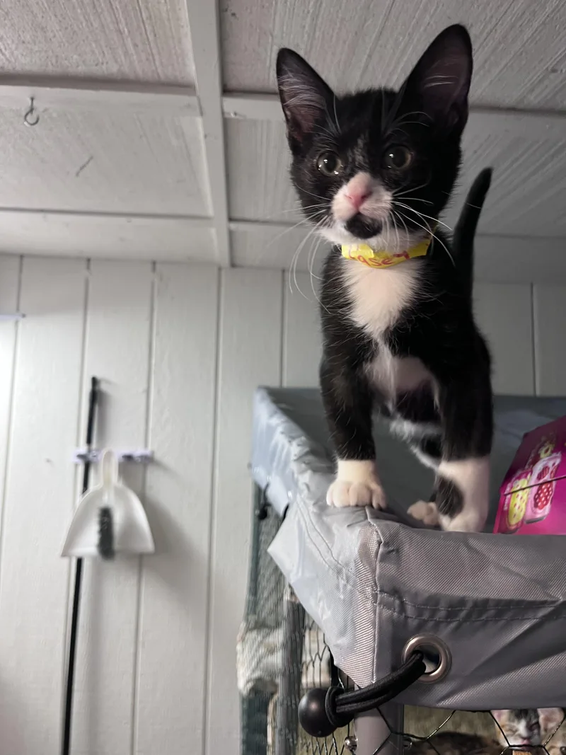 A baby small-sized male Black & White / Tuxedo Domestic Short Hair cat named Casey Jones for adoption in Eugene, OR