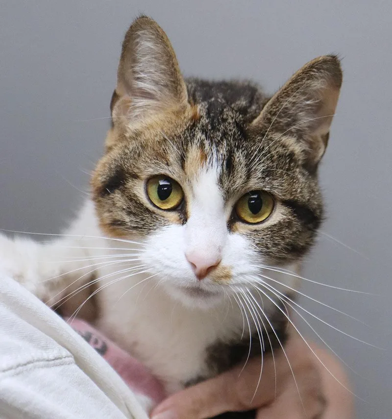 A young small-sized female Calico Domestic Short Hair cat named Gwen for adoption in Kansas City, KS