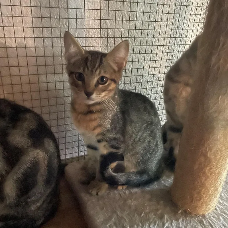 Lulu