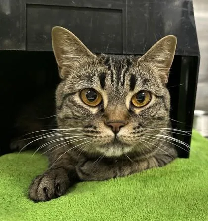 An adult medium-sized female Domestic Short Hair cat named Raja for adoption in Cleveland, OH