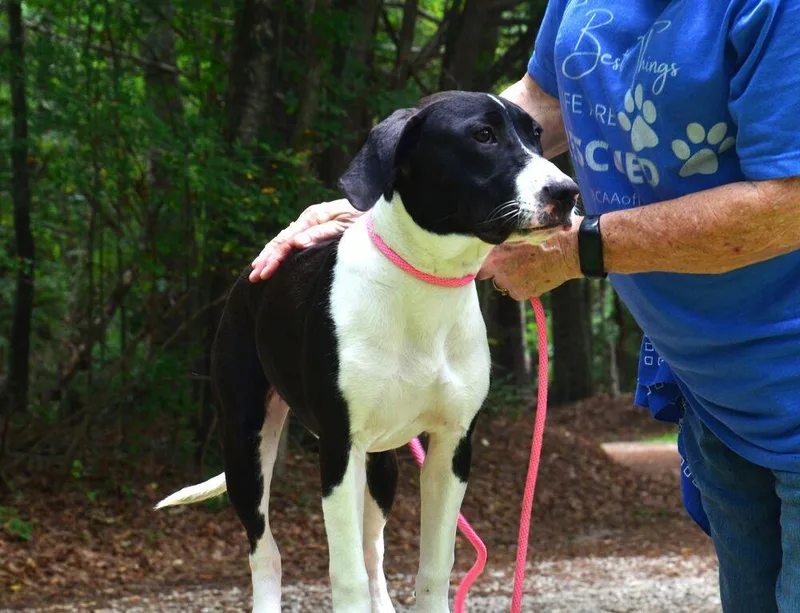 A young large-sized female Tricolor (Brown, Black, & White) Labrador Retriever dog named Tally for adoption in Willingboro, NJ