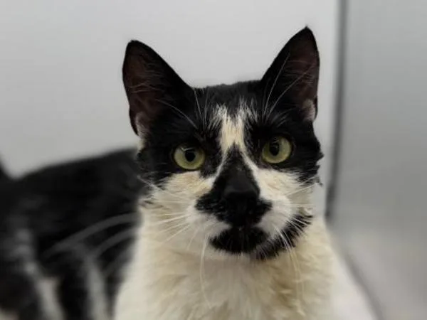 A young small-sized female Domestic Short Hair cat named Slip for adoption in Portland, OR