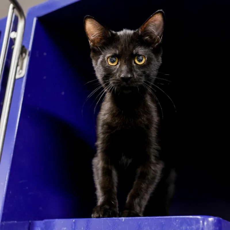 A baby small-sized female Black Domestic Short Hair cat named Rose for adoption in Los Angeles, CA