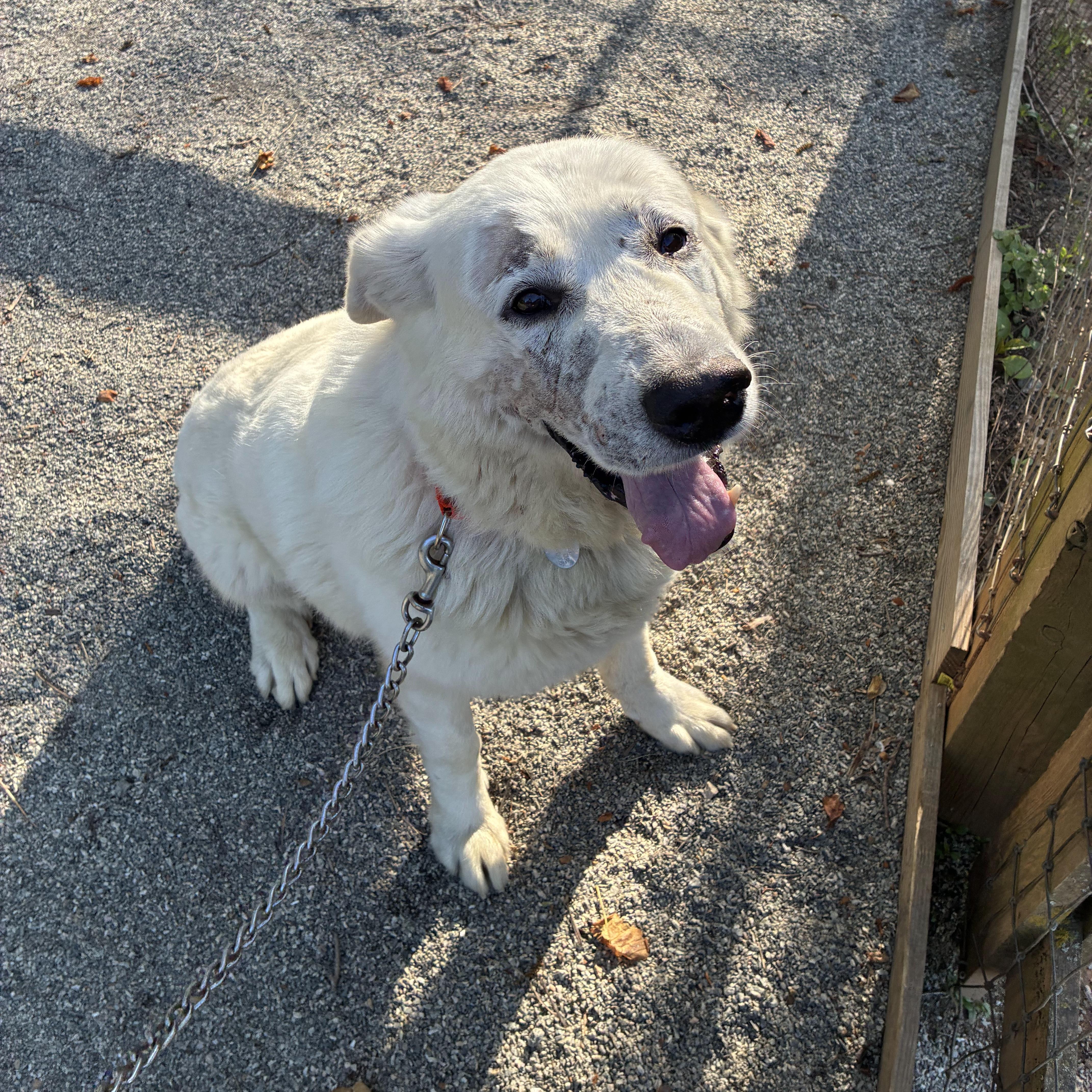 An adult extra large-sized male White / Cream Great Pyrenees dog named Bacigaloop for adoption in Phoenixville, PA