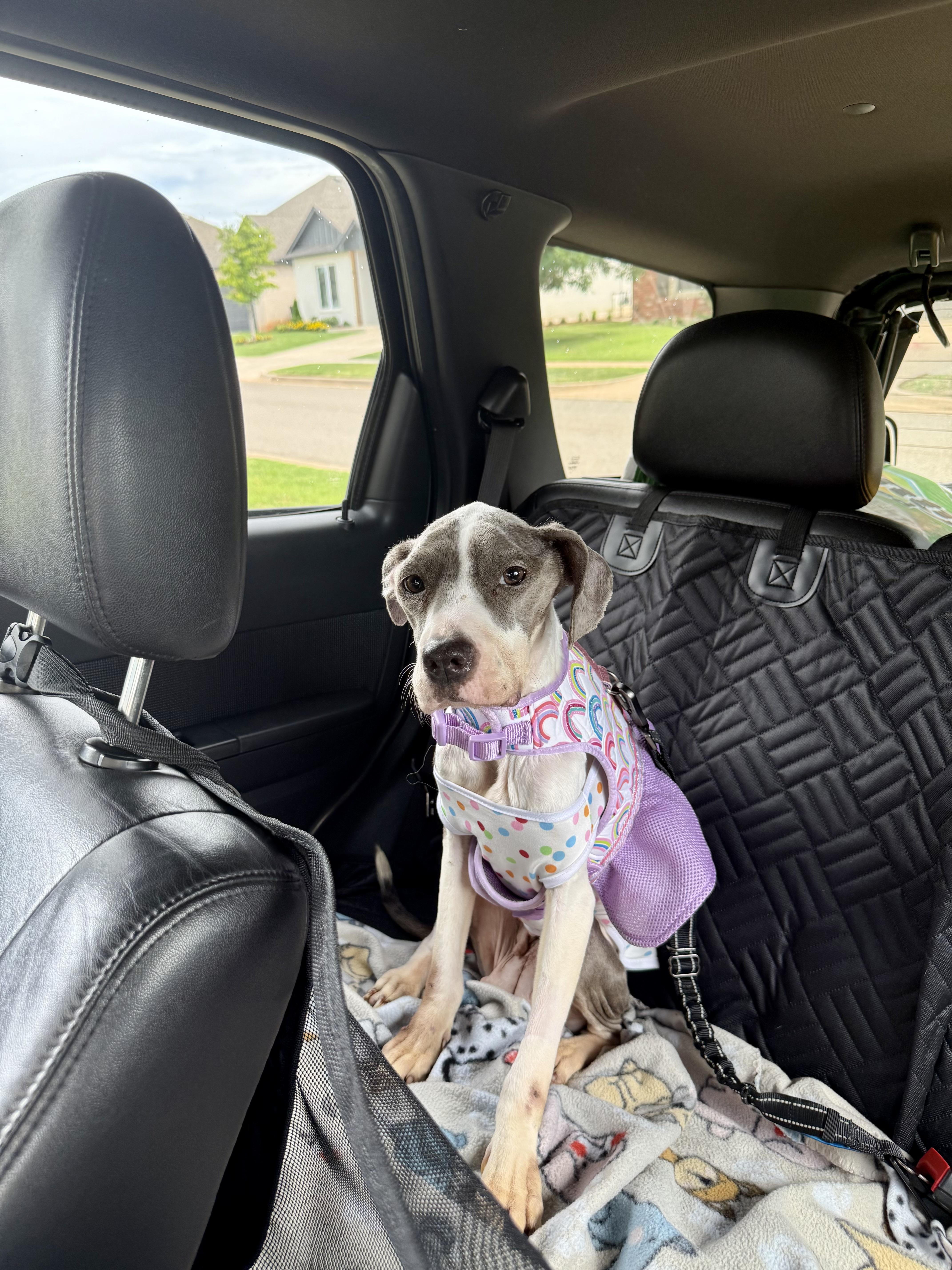 An adult medium-sized female Gray / Blue / Silver American Staffordshire Terrier dog named Eloise for adoption in Choctaw, OK