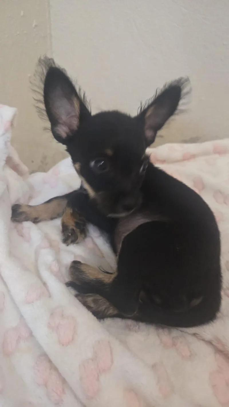 A baby small-sized male Chihuahua dog named Marley for adoption in Virginia Beach, VA