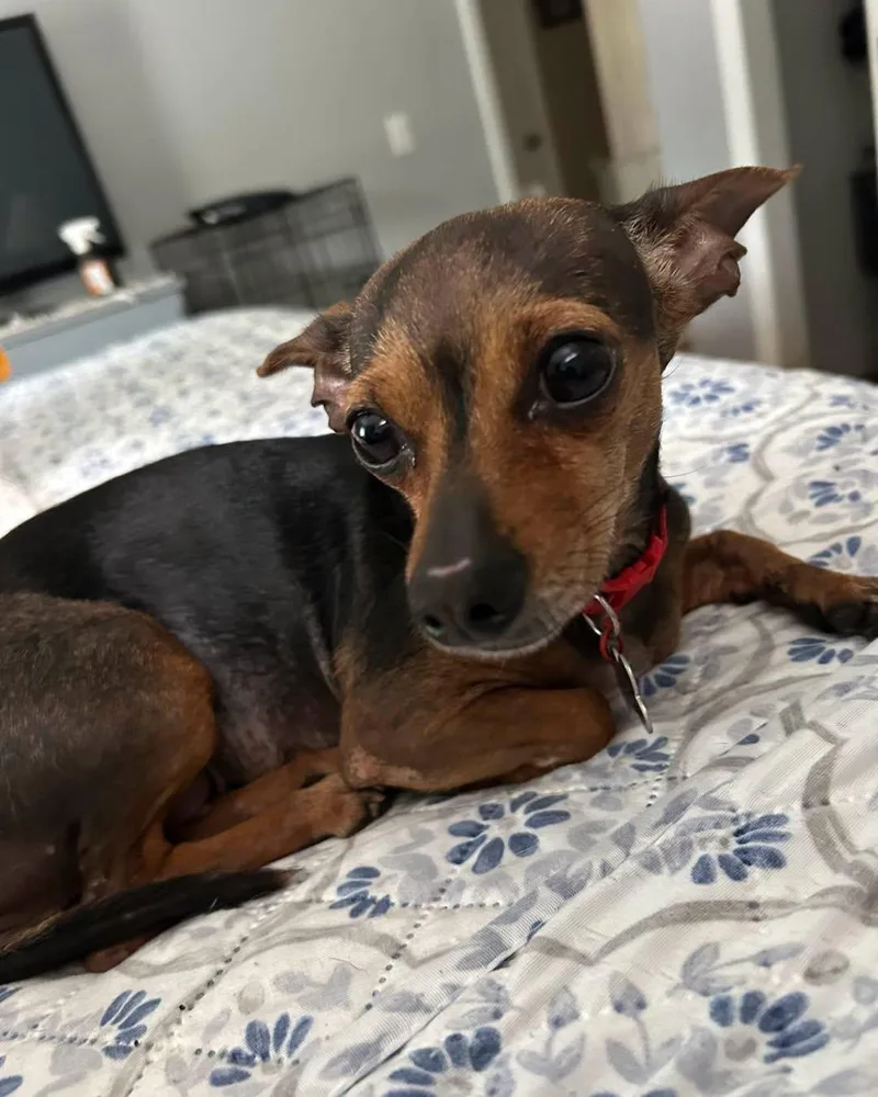 A young small-sized female Bicolor Chihuahua dog named Andy for adoption in Winsted, CT