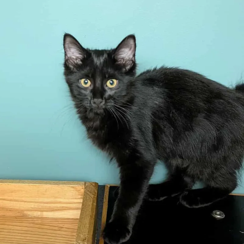 A baby medium-sized female Black Domestic Medium Hair cat named Mary Read for adoption in Shippenville, PA