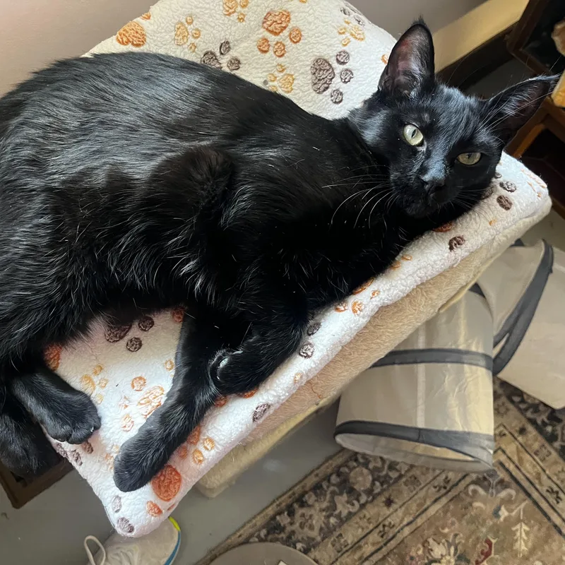 A young large-sized male Black Domestic Short Hair cat named Messer for adoption in Grosse Ile, MI
