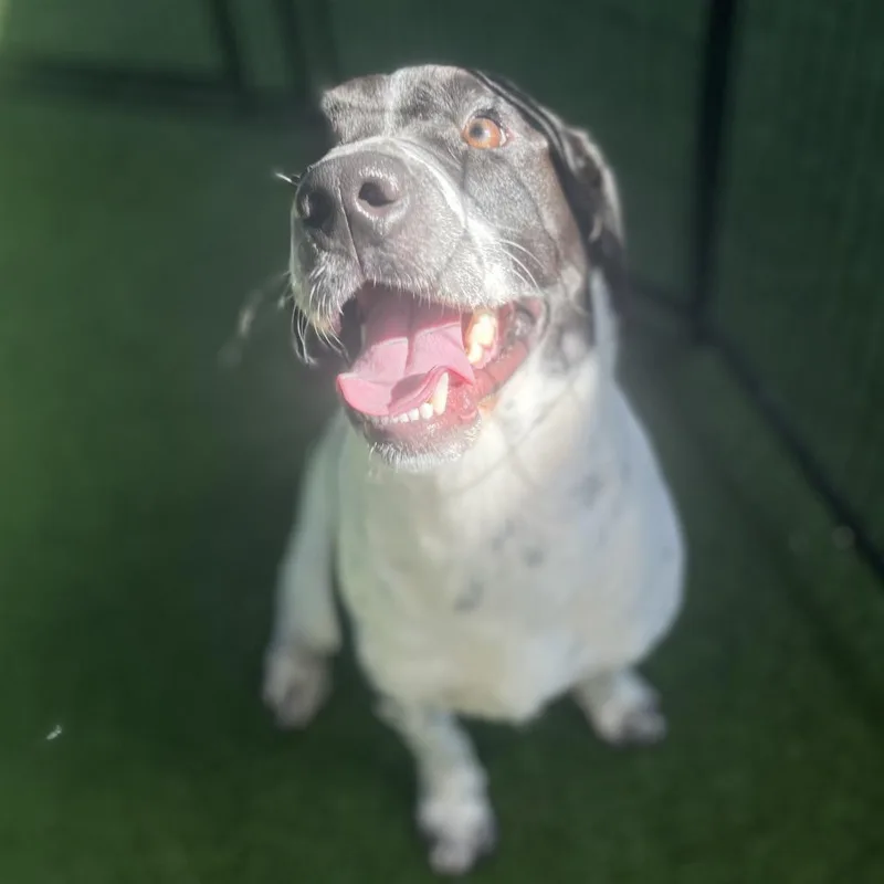 A young medium-sized male Black Pointer dog named Romeo for adoption in LOXAHATCHEE, FL