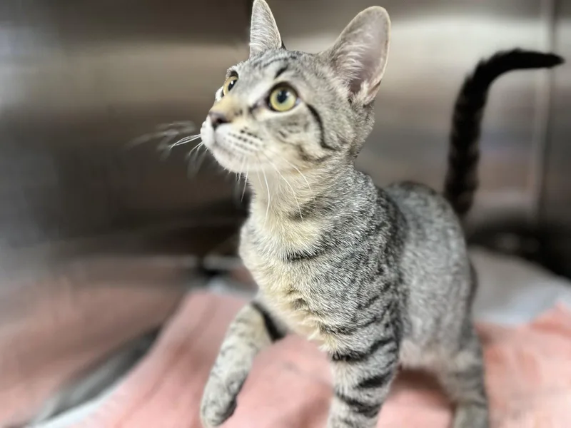 A young medium-sized male Domestic Short Hair cat named Quasar for adoption in Hilton Head Island, SC