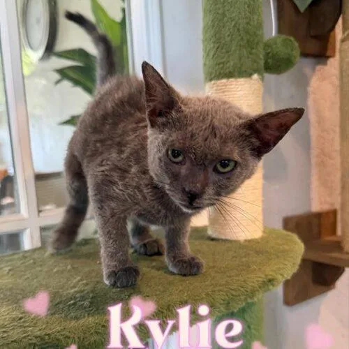 A baby small-sized female Smoke Domestic Short Hair cat named Kylie for adoption in Tampa, FL
