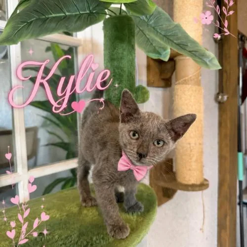 Kylie thumbnail 3