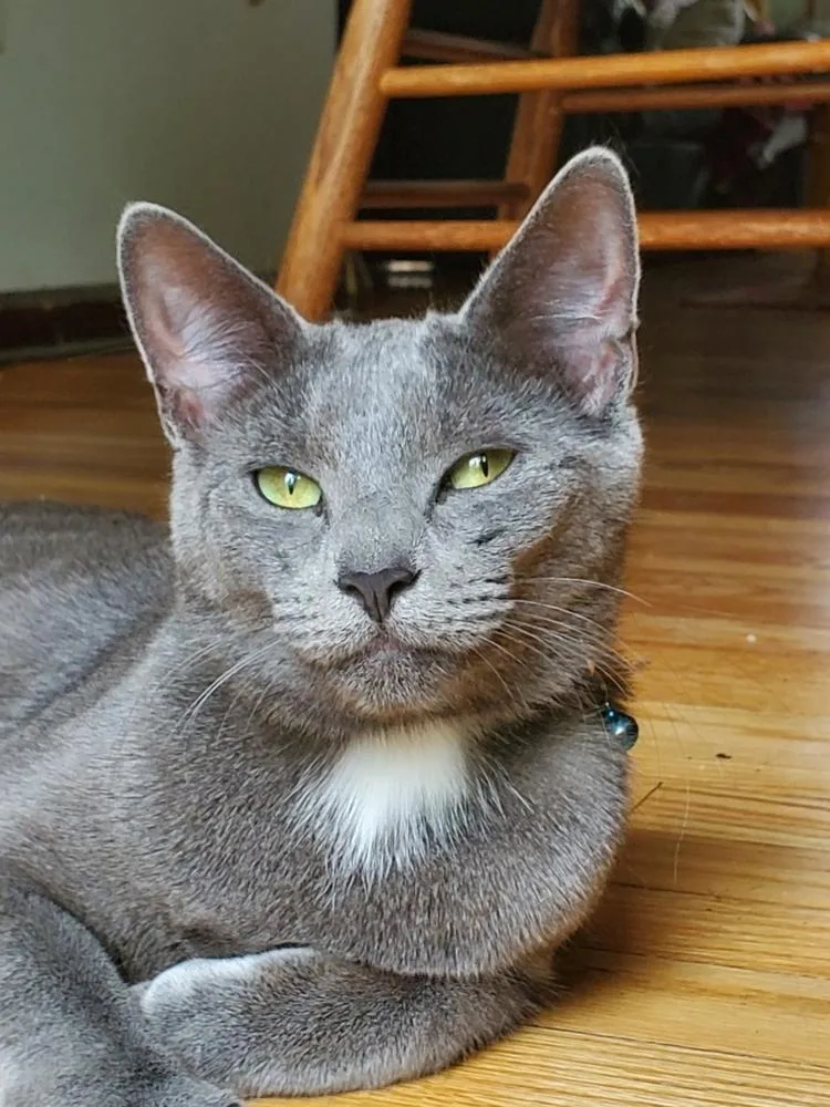 An adult medium-sized female Gray / Blue / Silver Russian Blue cat named Stander for adoption in Pittstown, NJ