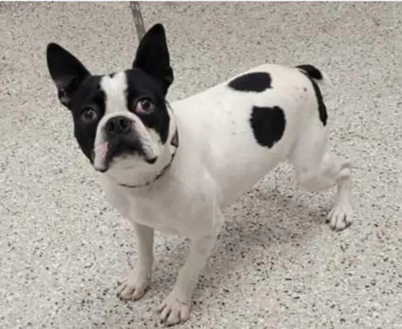 Bruno in IA thumbnail 2