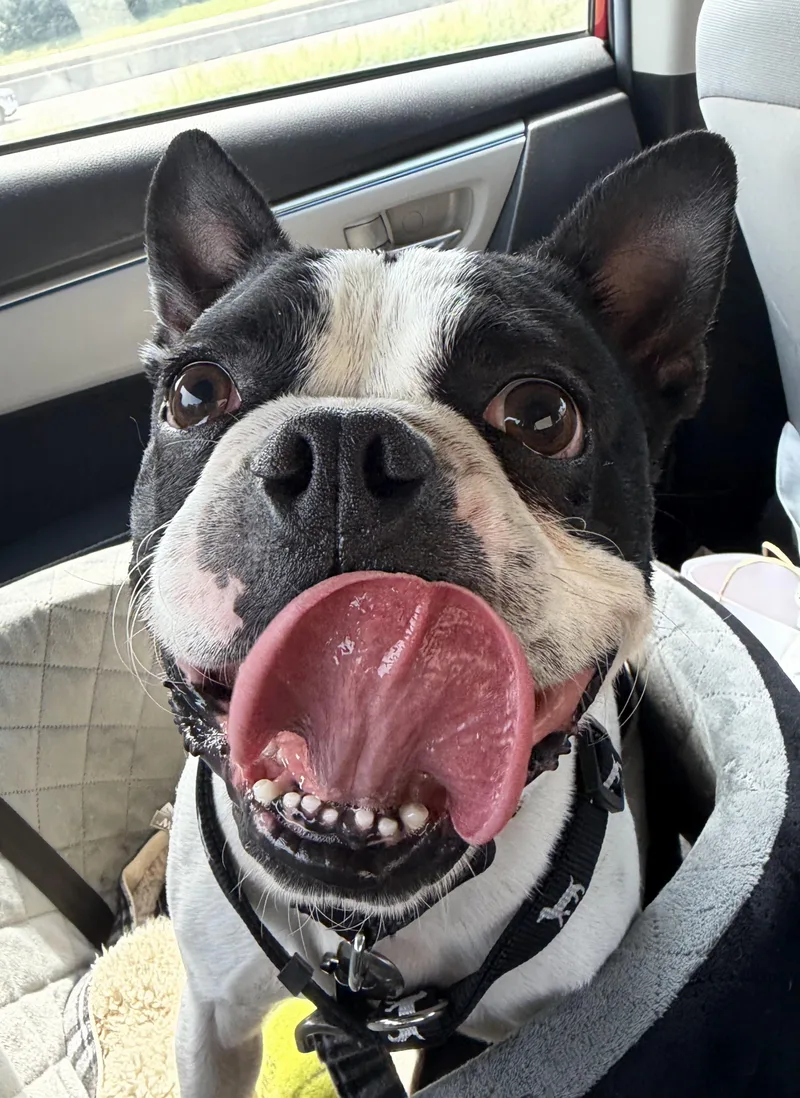 Bruno in IA thumbnail 3