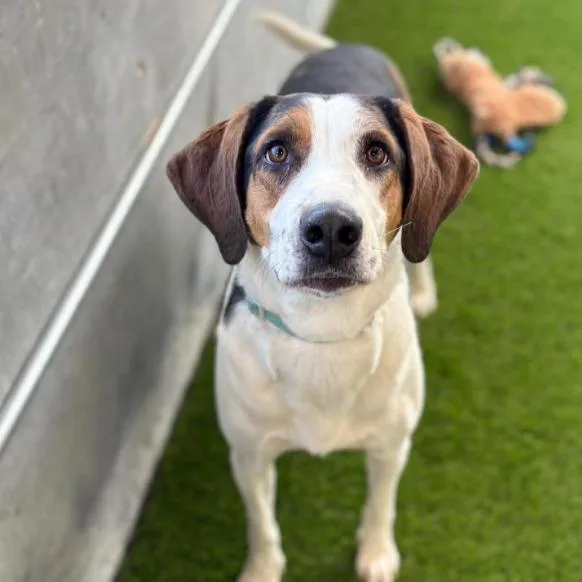 An adult large-sized female White / Cream Mixed Breed dog named Georgia for adoption in Murray, UT