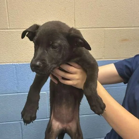 A baby medium-sized female Black Mixed Breed dog named Do for adoption in Gadsden, AL