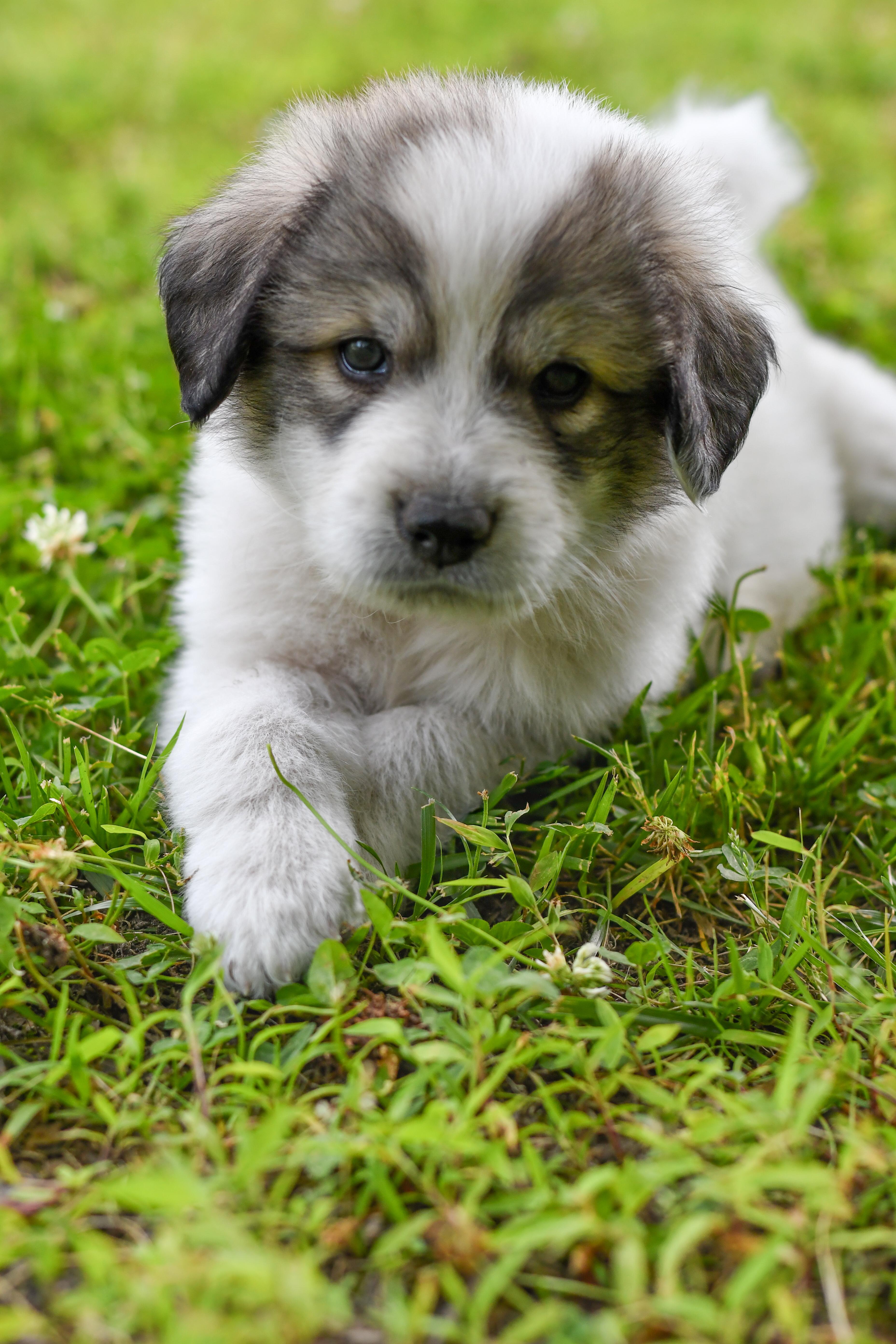 A baby large-sized male White / Cream Great Pyrenees dog named Sturgeon for adoption in Richmond, VA