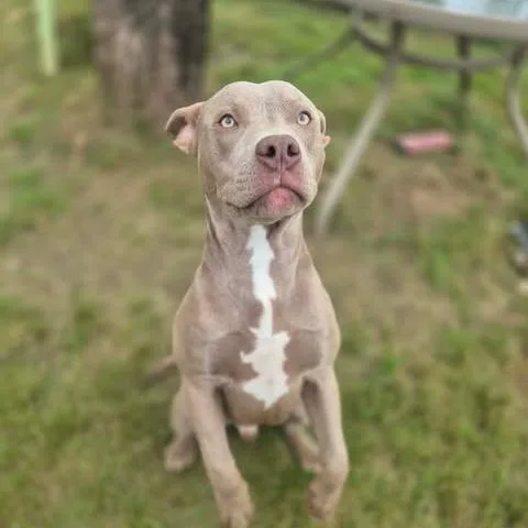 An adult medium-sized male Pit Bull Terrier dog named Harley for adoption in Dover, AR