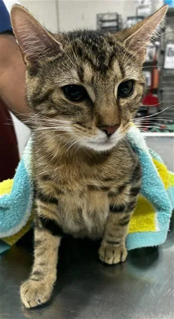 An adult medium-sized male Domestic Short Hair cat named Oncé for adoption in Upper Marlboro, MD