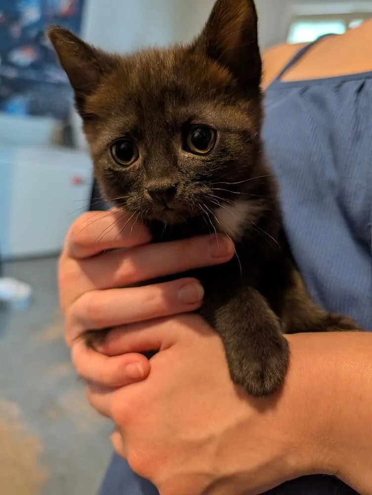 A baby medium-sized female Black & White / Tuxedo Domestic Long Hair cat named Rei for adoption in Kannapolis, NC
