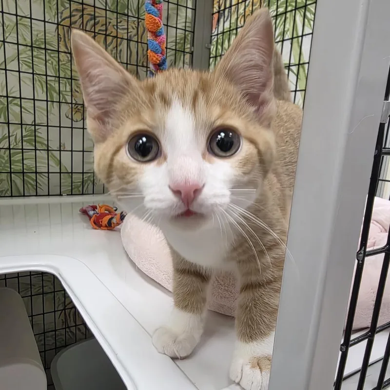 A baby small-sized male Domestic Short Hair cat named Larry for adoption in Oshkosh, WI