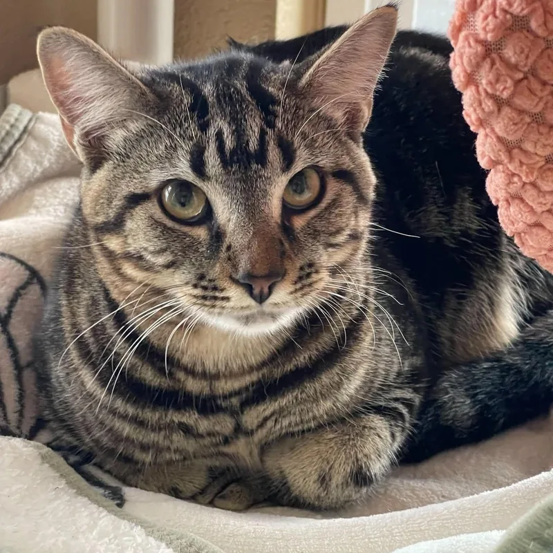 A young large-sized female Tabby cat named Journee for adoption in Fort Payne, AL