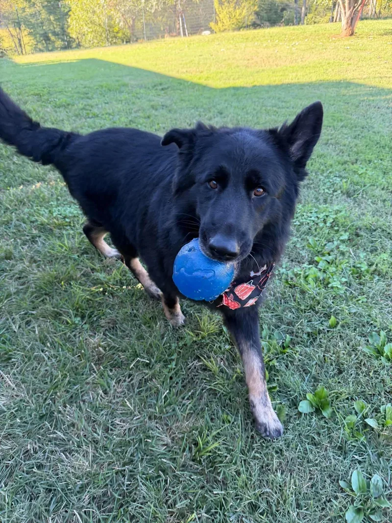An adult large-sized male Black German Shepherd Dog dog named Maverick for adoption in Greeneville, TN