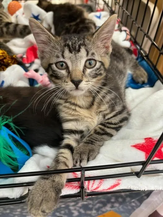 A baby medium-sized male Tabby (Brown / Chocolate) Tabby cat named Geo for adoption in Omaha, NE