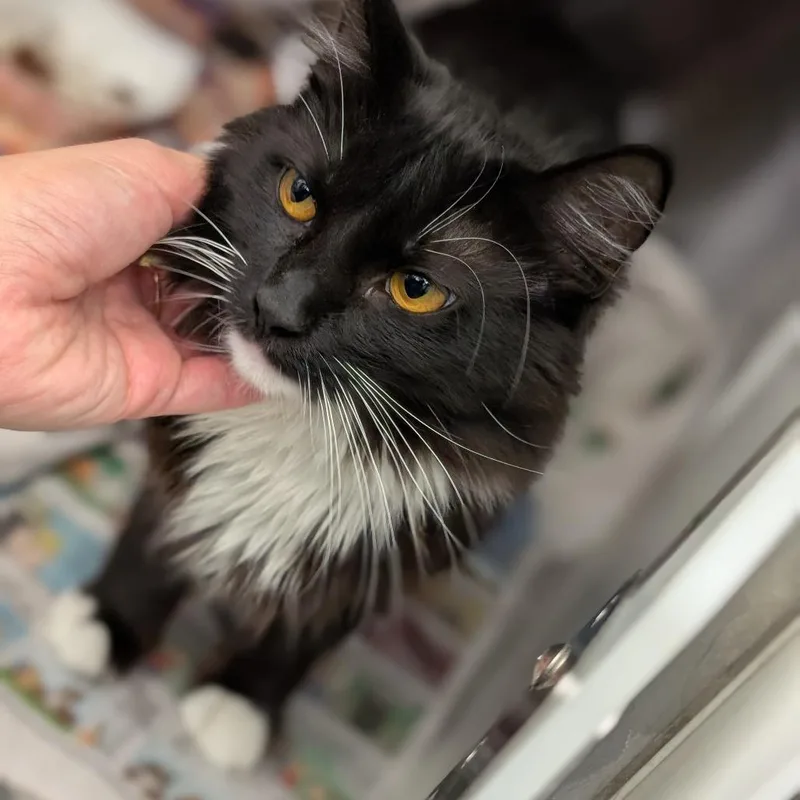 A young medium-sized female Domestic Medium Hair cat named Nancy for adoption in Pittsburgh, PA
