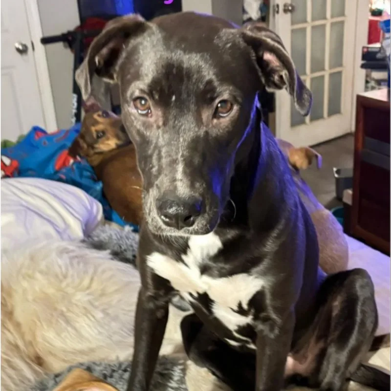 An adult medium-sized female Black Mixed Breed dog named Daisy for adoption in Irvington, AL