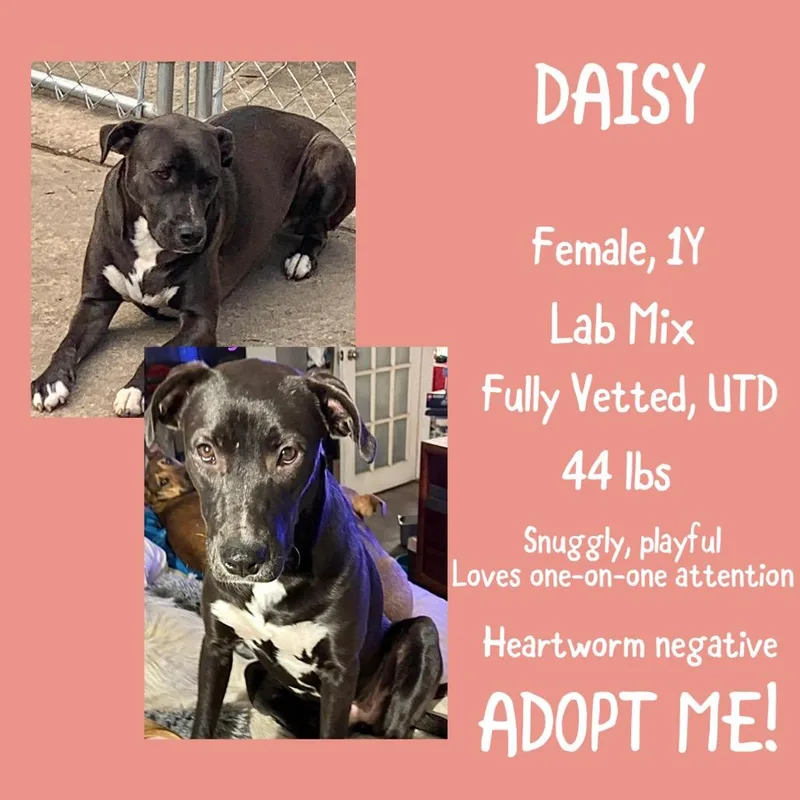 Daisy thumbnail 2